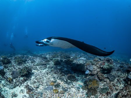 Low Rider

Manta Ray - Mobula alfredi

Manta Point, B... by Stefan Follows 
