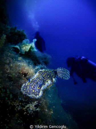 Nudi and divers by Yildirim Gencoglu 