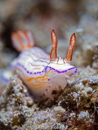 Wild Thing

Nudibranch - Hypselodoris sp.

Samran, Th... by Stefan Follows 