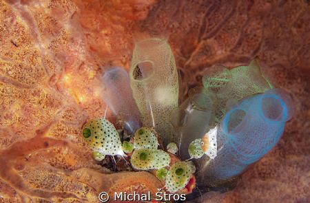 Tunicates by Michal Štros 