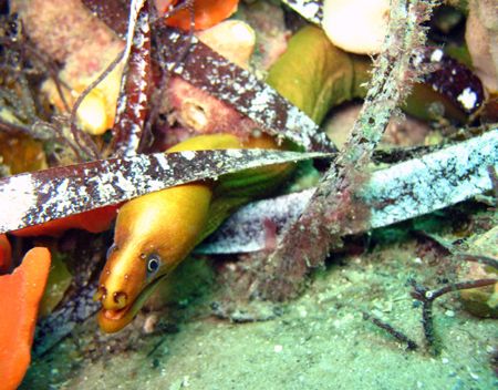 Close-up of a small Green Moray that was swimming around ... by Shea Pletz 
