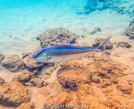 Big guy! Black rock, Maui by Alison Ranheim 