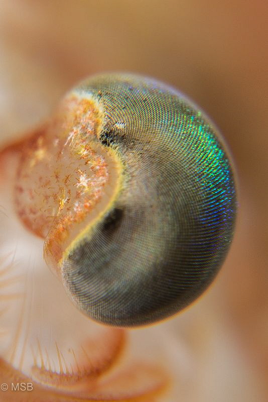 Big eye. by Mehmet Salih Bilal 