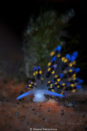 Nudibranch Stiliger sp. by Oksana Maksymova 