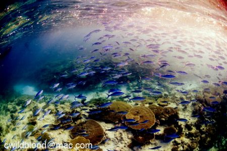 Looking for Mantas (but didn't find any). Nikkor 10.5mm w... by Chris Wildblood 
