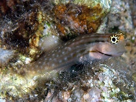 Red Sea combtooth blenny taken at Sharksbay with E300. by Nikki Van Veelen 