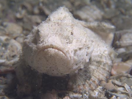 Devil scorpionfish sitting on the sand bottom near a wrec... by Erika Antoniazzo 