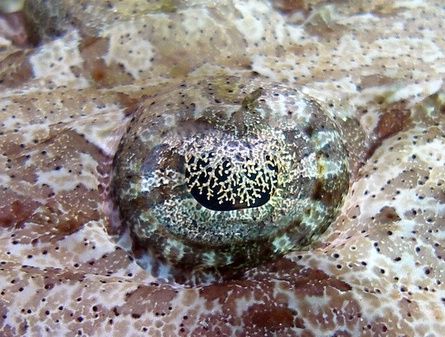 Crocodile fish eye !!! I used an olympus sp350 by Anel Van Veelen 