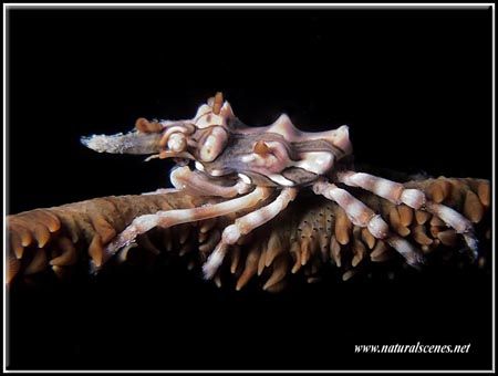 Last picture of today’s dive and I got lucky! Olympus C5050 by Yves Antoniazzo 