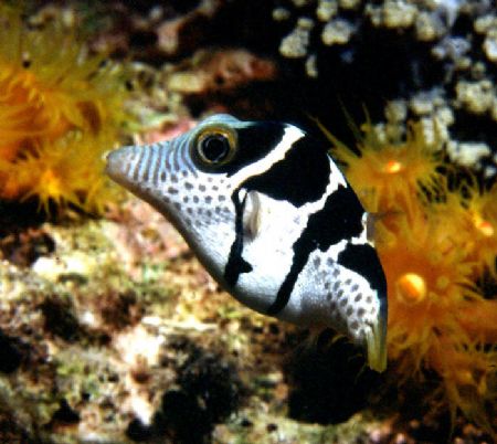 'Saddled Trunkfish' Bandos, Maldives. Housed Nikon F; Nik... by Rick Tegeler 