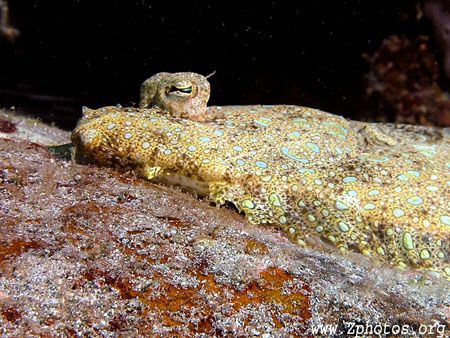 Flounder on close approach by Zaid Fadul 