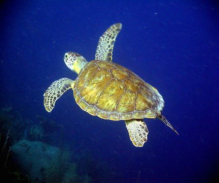 Turtle in Boniare by Mike Bisnett 