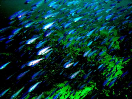 School of fish... by Kelly N. Saunders 