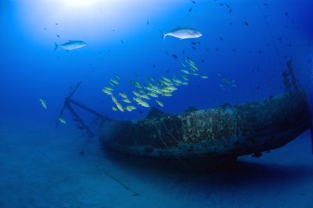School of fish hovering around small wreck. by Andy Lerner 