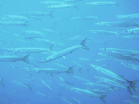 Barracudas by Hakan Taslicay 