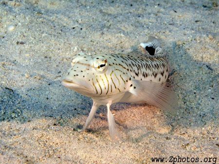 Speckled Sandperch ready for his closeup =) by Zaid Fadul 