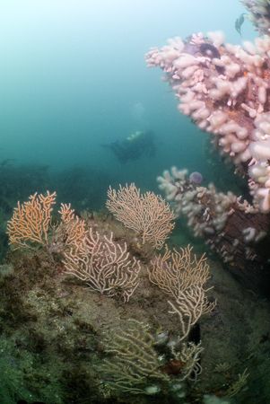 Pink sea fans. Cornwall. D200, 10.5mm. by Derek Haslam 
