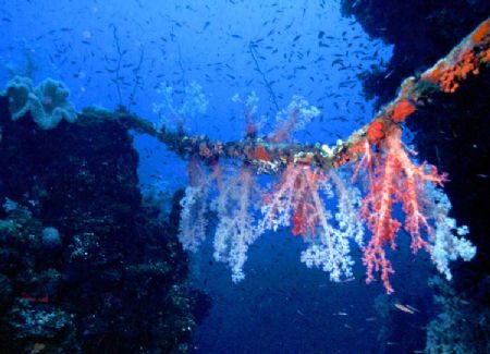 'SOFT CORAL BRIDGE' Turtle Cove, Palau. Soft coral coloni... by Rick Tegeler 