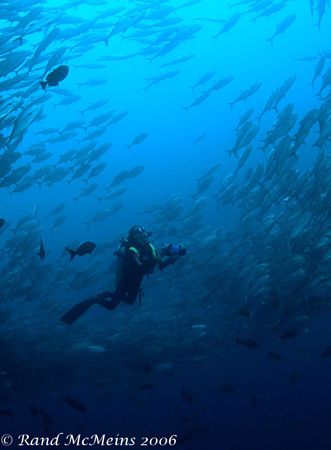 Distracted. The DM on this dive was shooting video for th... by Rand Mcmeins 