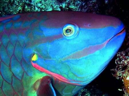 This must the be the fish they used for the Rainbow fish ... by Lisa Armstrong 