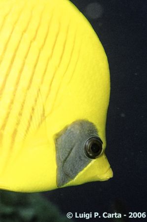 Marsa Alam, a close look to this "masked" fish... by Luigi Carta 