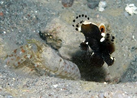Graceful partner goby & Red spot snapping shrimp - Very s... by Anel Van Veelen 