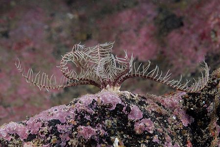 Celtic feather star. Lewis. Scotland.
D200,60mm. by Derek Haslam 