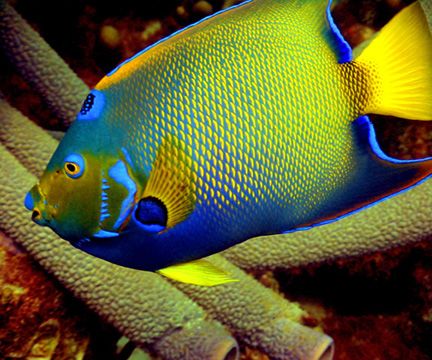 Queen Angel, Bonaire. Just can't get them to stay still f... by Mike Bisnett 