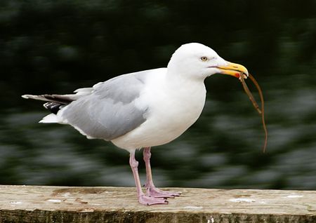Herring gull & snake pipefish.
Stornaway. Isle of Lewis.... by Mark Thomas 
