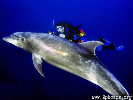 Mark + a wild bottlenose dolphin. He took us down to 130 ... by Zaid Fadul 