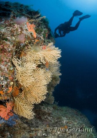 Yellow Gorgaonian Sea Fans by Jim Garland 