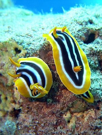Chromodoris at Sharksbay taken with Nikon Coolpix 4300. by Nikki Van Veelen 