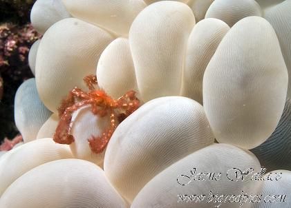 Hairy crab. Taken with Canon 10d. by Jaime Wallace 
