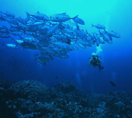'SCHOOL + ONE' Ingles shoal, Walindi, WNB, PNG. Schooling... by Rick Tegeler 