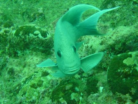 Strong current dive, but our litle friend really likes th... by Santiago Mercado 