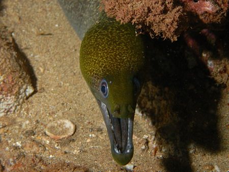 Maui, HI image was taken on a night dive by Garry Rogers 