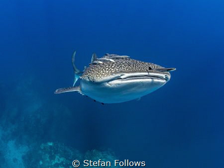 Blue Day 
Whale Shark - Rhincodon typus
Sail Rock, Thai... by Stefan Follows 