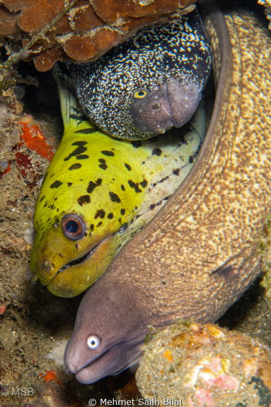 Different moray species living together. by Mehmet Salih Bilal 
