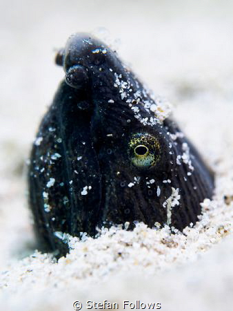 Upstart
Longfin Snake Eel, - Pisodonophis cancrivorus
M... by Stefan Follows 