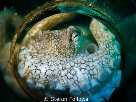Isolation Octopus says "Stay Home"
Coconut Octopus - Amp... by Stefan Follows 