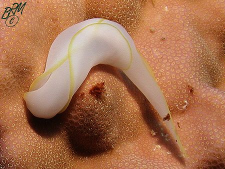 Chelidonura electra from the Whitsundays. A sophisticated... by Brian Mayes 