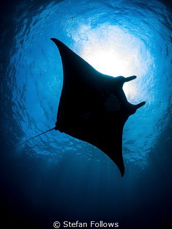 Serial Offender
Manta Ray - Mobula alfredi
Manta Point,... by Stefan Follows 