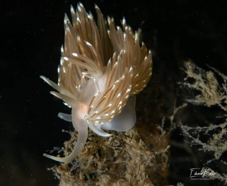 Brede ringsprietslak, facelina bostoniesis. by Eduard Bello 