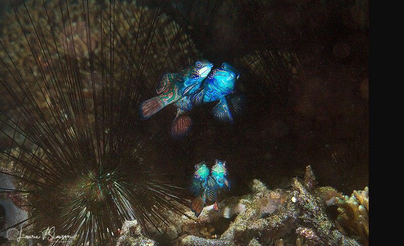 Two Pairs of Mating Mandarinfish/Photographed with a Cano... by Laurie Slawson 