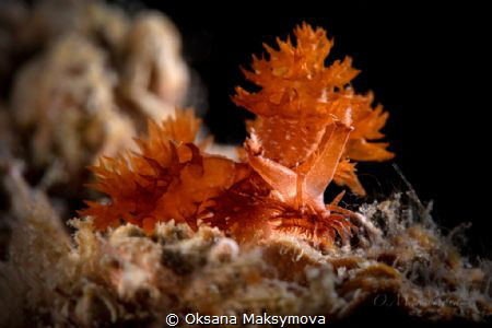 Nudibranch Melibe digitata 
 by Oksana Maksymova 