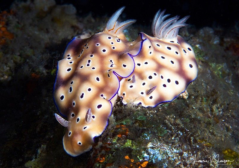 Pair of Hypselodoris tryoni/Photographed with a Canon 60 ... by Laurie Slawson 