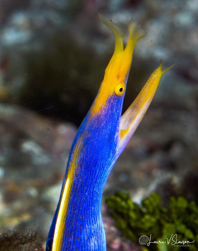 Ribbon eel, male phase/Photographed with a Canon 60 mm ma... by Laurie Slawson 