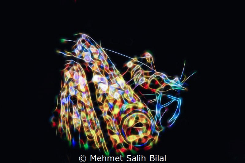 Snake eel with a shrimp. by Mehmet Salih Bilal 