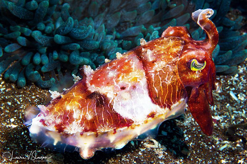Broadclub cuttlefish/Photographed with a Canon 60 mm macr... by Laurie Slawson 