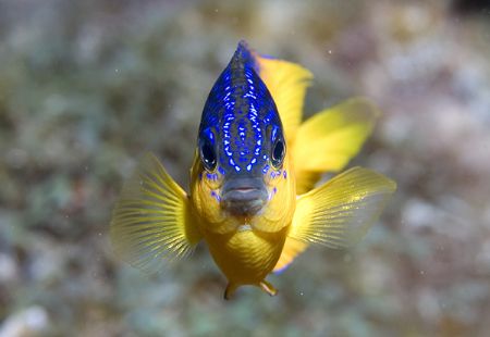 Stegastes rocasensis.
This one is hard to photograph... ... by João Paulo Krajewski 